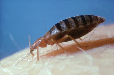 Unveiling the Secret Sign: Expert&#039;s Warning for Travelers on Bedbug Infestations in Hotels